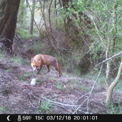 Vulpes vulpes (Red Fox) at Wingecarribee Local Government Area - 3 Dec 2018 by Margot