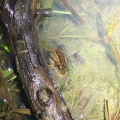 Crinia signifera (Common Eastern Froglet) at Bruce, ACT - 15 Aug 2019 by AndrewCB