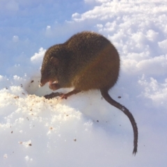 Antechinus mimetes mimetes (Dusky Antechinus) at Kosciuszko National Park - 17 Aug 2019 by AndrewCB