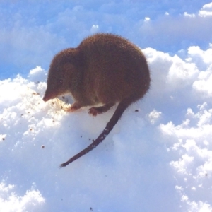 Antechinus mimetes mimetes at Kosciuszko National Park, NSW - 17 Aug 2019