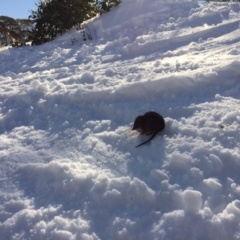 Antechinus mimetes mimetes at Kosciuszko National Park, NSW - 17 Aug 2019