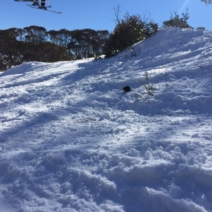 Antechinus mimetes mimetes at Kosciuszko National Park, NSW - 17 Aug 2019