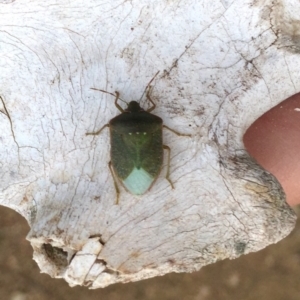 Nezara viridula at Stromlo, ACT - 18 Aug 2019