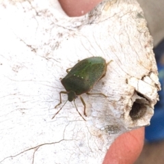 Nezara viridula at Stromlo, ACT - 18 Aug 2019