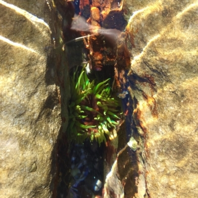 Aulactinia veratra (Anemone) at South Durras, NSW - 11 Aug 2019 by AndrewCB