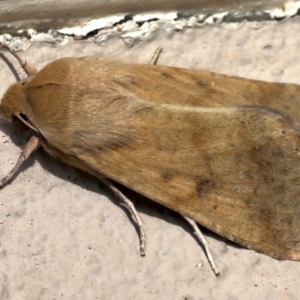 Helicoverpa punctigera at Ainslie, ACT - 19 Aug 2019 08:43 AM