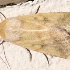 Helicoverpa punctigera at Ainslie, ACT - 19 Aug 2019