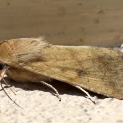 Helicoverpa punctigera at Ainslie, ACT - 19 Aug 2019 08:43 AM