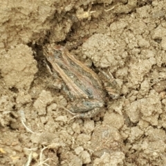 Crinia signifera (Common Eastern Froglet) at Hackett, ACT - 18 Aug 2019 by waltraud