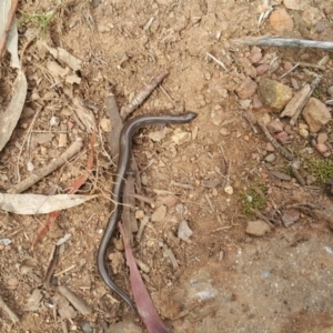 Hemiergis talbingoensis at Hackett, ACT - 18 Aug 2019