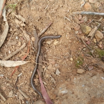 Hemiergis talbingoensis (Three-toed Skink) at Hackett, ACT - 18 Aug 2019 by waltraud