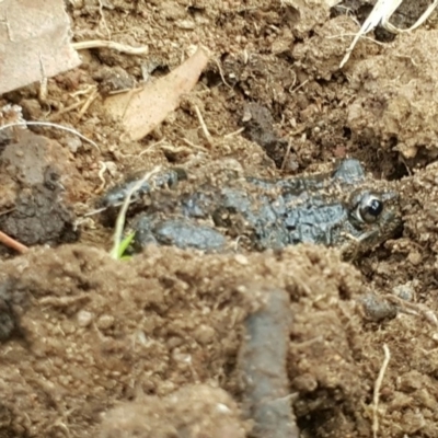 Limnodynastes tasmaniensis (Spotted Grass Frog) at Hackett, ACT - 18 Aug 2019 by waltraud