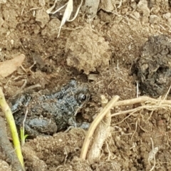 Limnodynastes tasmaniensis at Hackett, ACT - 18 Aug 2019