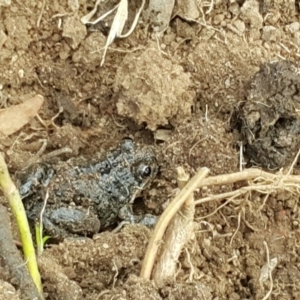 Limnodynastes tasmaniensis at Hackett, ACT - 18 Aug 2019