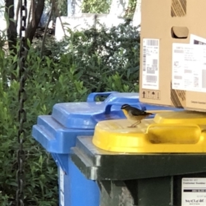 Pardalotus punctatus at Acton, ACT - 20 Aug 2019