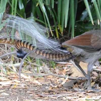 Menura novaehollandiae (Superb Lyrebird) at Fitzroy Falls - 10 Dec 2015 by NigeHartley