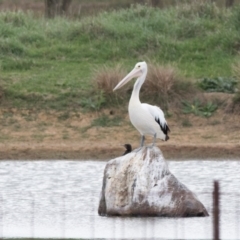 Pelecanus conspicillatus (Australian Pelican) at Moss Vale, NSW - 20 Mar 2018 by NigeHartley