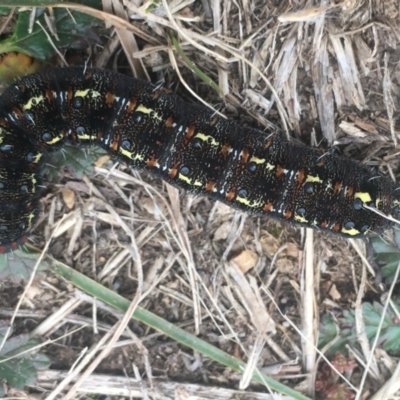 Apina callisto (Pasture Day Moth) at Dunlop, ACT - 17 Aug 2019 by Dibble