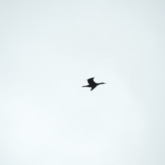 Phalacrocorax carbo (Great Cormorant) at Bega, NSW - 16 Aug 2019 by RyuCallaway