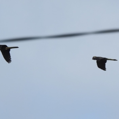 Zanda funerea (Yellow-tailed Black-Cockatoo) at Bega, NSW - 17 Aug 2019 by ArcherCallaway