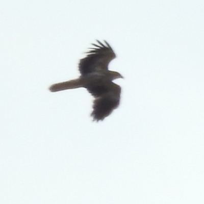 Haliastur sphenurus (Whistling Kite) at Bega, NSW - 17 Aug 2019 by ArcherCallaway