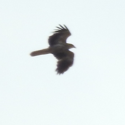 Haliastur sphenurus (Whistling Kite) at Bega, NSW - 16 Aug 2019 by RyuCallaway