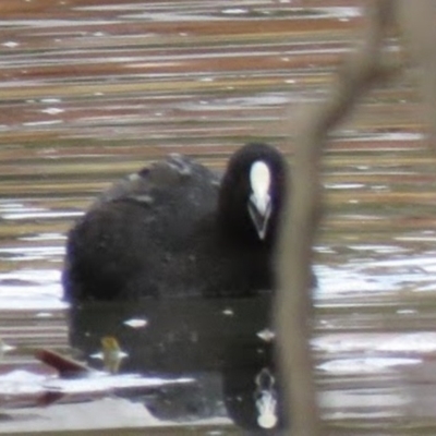 Fulica atra (Eurasian Coot) at Bega, NSW - 16 Aug 2019 by RyuCallaway