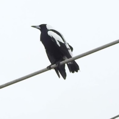 Gymnorhina tibicen (Australian Magpie) at Bega, NSW - 16 Aug 2019 by RyuCallaway