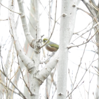 Zosterops lateralis (Silvereye) at Bega, NSW - 17 Aug 2019 by ArcherCallaway