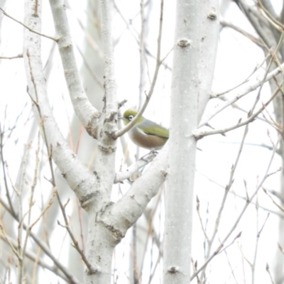 Zosterops lateralis (Silvereye) at Bega, NSW - 16 Aug 2019 by RyuCallaway