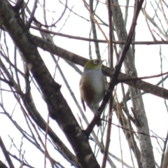 Zosterops lateralis at Bega, NSW - 17 Aug 2019 08:30 AM