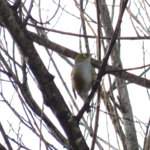 Zosterops lateralis at Bega, NSW - 17 Aug 2019 08:30 AM