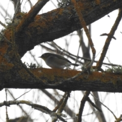 Zosterops lateralis at Bega, NSW - 17 Aug 2019 08:30 AM