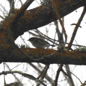 Zosterops lateralis at Bega, NSW - 17 Aug 2019 08:30 AM