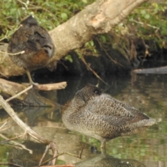 Stictonetta naevosa (Freckled Duck) at Bega, NSW - 16 Aug 2019 by RyuCallaway