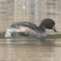 Tachybaptus novaehollandiae (Australasian Grebe) at Bega, NSW - 16 Aug 2019 by RyuCallaway