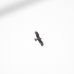 Hieraaetus morphnoides (Little Eagle) at Bega, NSW - 17 Aug 2019 by ArcherCallaway