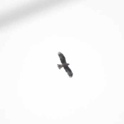Hieraaetus morphnoides (Little Eagle) at Bega, NSW - 17 Aug 2019 by ArcherCallaway