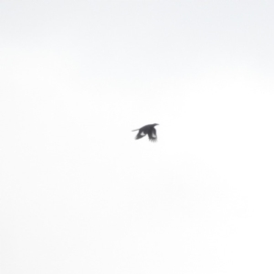 Strepera graculina at Bega, NSW - 17 Aug 2019 08:30 AM