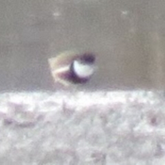 Erythrogonys cinctus (Red-kneed Dotterel) at Bega, NSW - 17 Aug 2019 by ArcherCallaway