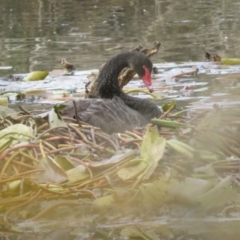 Cygnus atratus (Black Swan) at Bega, NSW - 16 Aug 2019 by RyuCallaway