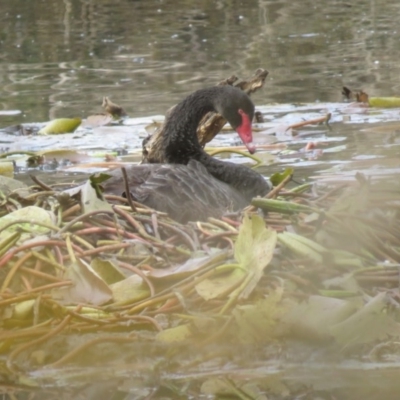 Cygnus atratus (Black Swan) at Bega, NSW - 16 Aug 2019 by RyuCallaway