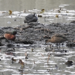 Anas castanea (Chestnut Teal) at Bega, NSW - 16 Aug 2019 by RyuCallaway