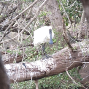 Platalea regia at Bega, NSW - 17 Aug 2019 08:30 AM