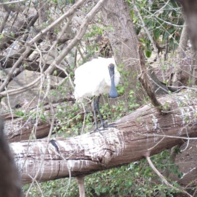 Platalea regia (Royal Spoonbill) at Bega, NSW - 16 Aug 2019 by RyuCallaway