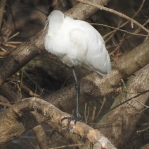 Platalea regia at Bega, NSW - 17 Aug 2019 08:30 AM