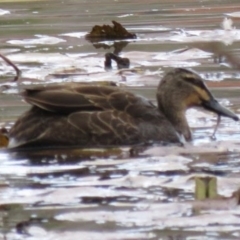 Anas superciliosa (Pacific Black Duck) at Bega, NSW - 17 Aug 2019 by ArcherCallaway