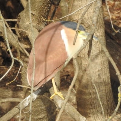 Nycticorax caledonicus (Nankeen Night-Heron) at Bega, NSW - 17 Aug 2019 by ArcherCallaway