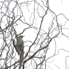 Caligavis chrysops (Yellow-faced Honeyeater) at Bega, NSW - 17 Aug 2019 by ArcherCallaway