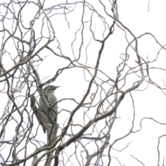 Caligavis chrysops (Yellow-faced Honeyeater) at Bega, NSW - 16 Aug 2019 by RyuCallaway